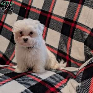 Silver, Maltese Puppy